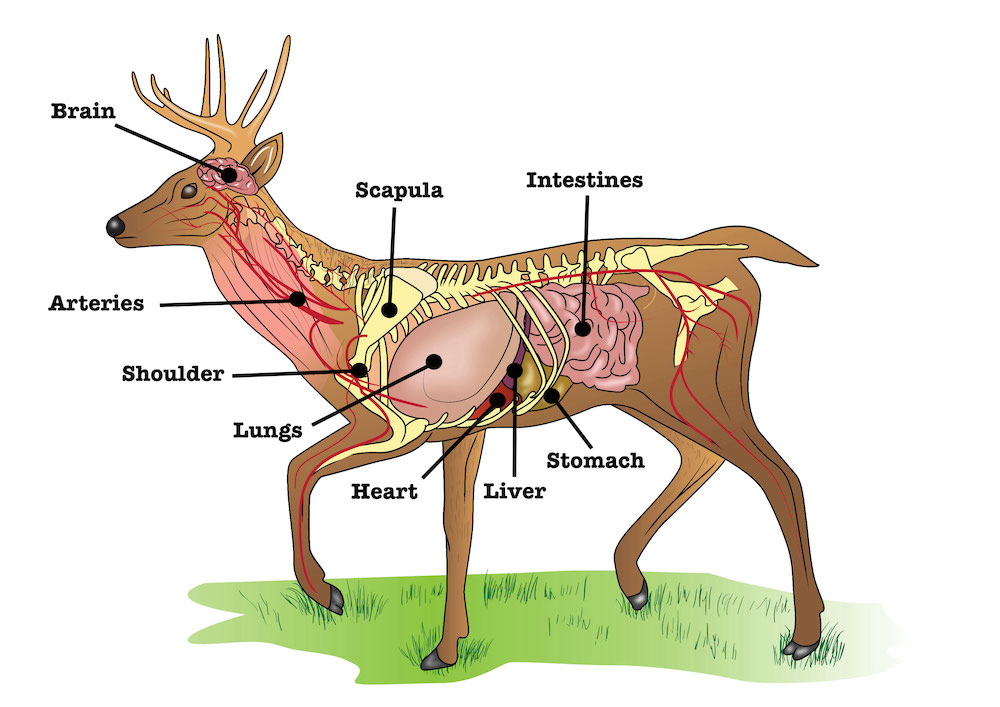 Deer Anatomy Diagram.