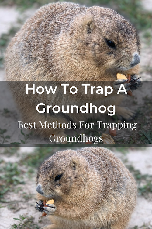 How To Trap A Groundhog Easy Best, How To Trap A Groundhog